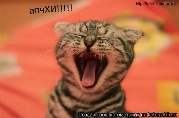 апчХИ!!!!!... Котоматрица: апчХИ!!!!!