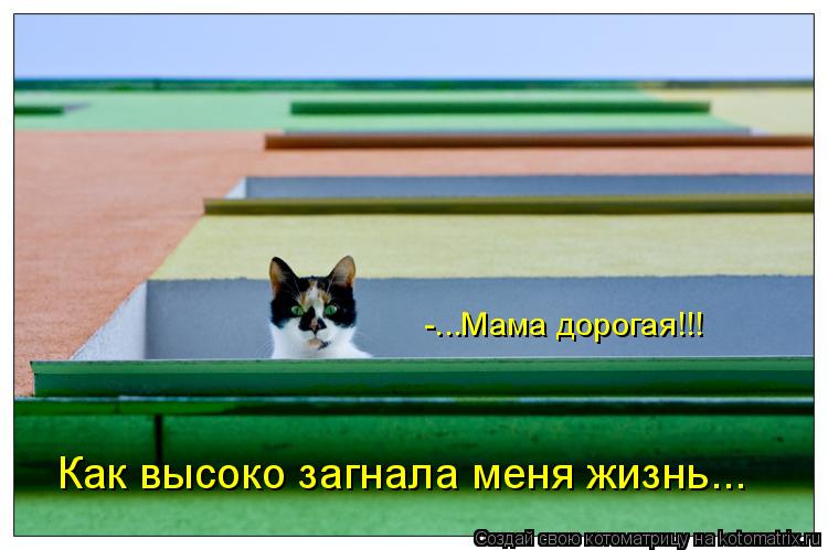 Котоматрица: Как высоко загнала меня жизнь... -...Мама дорогая!!!