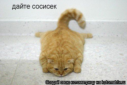 Котоматрица: дайте сосисек