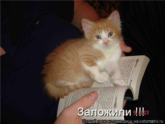 Заложили !!!... Котоматрица: Заложили !!!