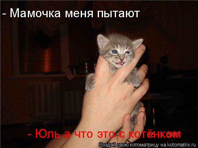 Котоматрица: - Мамочка меня пытают - Юль а что это с котёнком