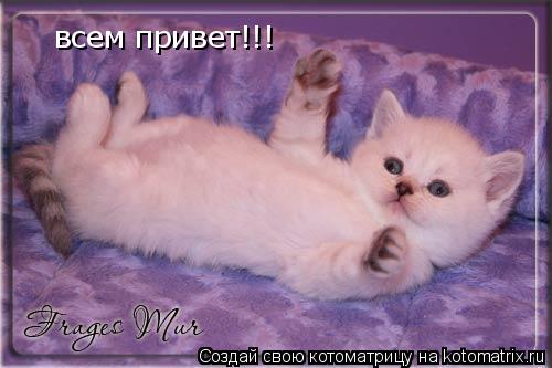 всем привет!!! всем привет!!!... Котоматрица: всем привет!!! всем привет!!!