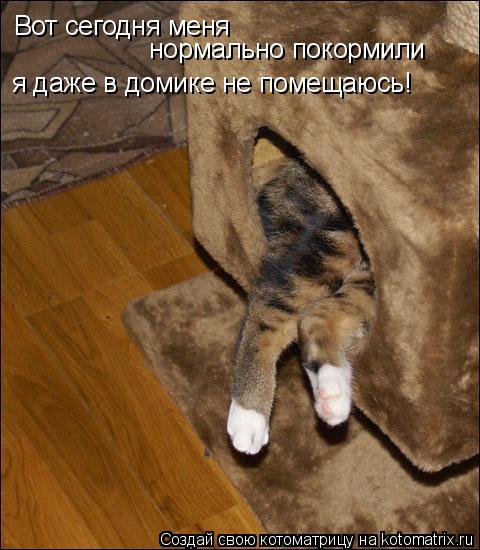Вот сегодня меня нормально покормили я даже в домике не помещаюсь!... Котоматрица: Вот сегодня меня нормально покормили я даже в домике не помещаюсь!