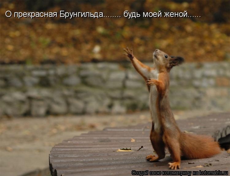 О прекрасная Брунгильда........ будь моей женой......... Котоматрица: О прекрасная Брунгильда........ будь моей женой......