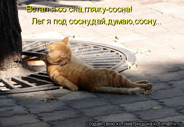 Встал я со сна,гляжу-сосна! Лег я под сосну,дай,думаю,сосну...... Котоматрица: Встал я со сна,гляжу-сосна! Лег я под сосну,дай,думаю,сосну...