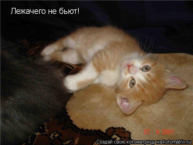 Лежачего не бьют!... Котоматрица: Лежачего не бьют!