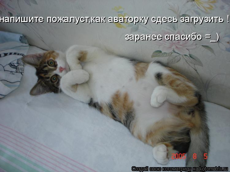 Котоматрица: напишите пожалуст,как аваторку сдесь загрузить !!! заранее спасибо =_)
