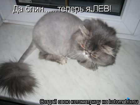 Да блин......теперь я ЛЕВ!... Котоматрица: Да блин......теперь я ЛЕВ!