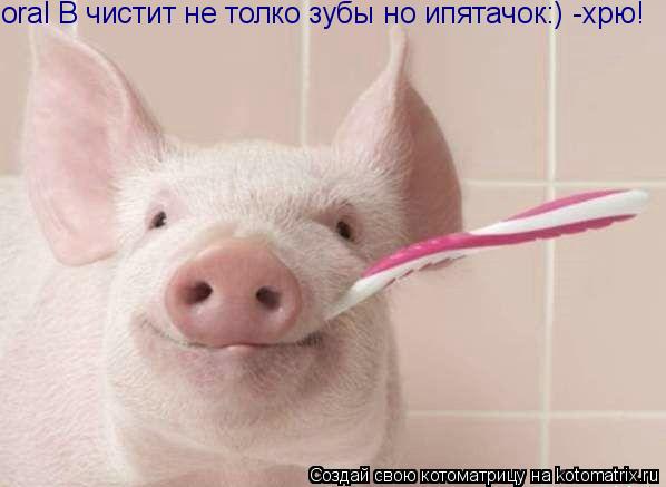 Котоматрица: oral B чистит не толко зубы но ипятачок:) -хрю!