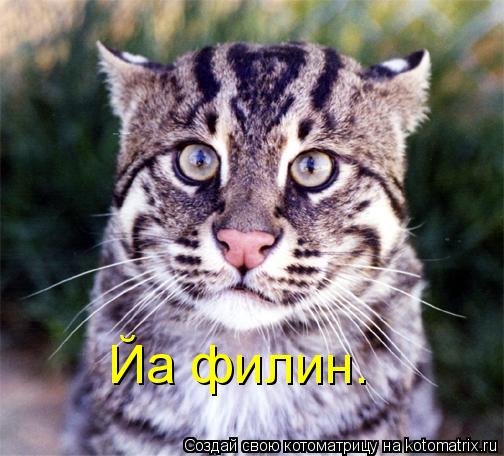 Котоматрица: Йа филин.