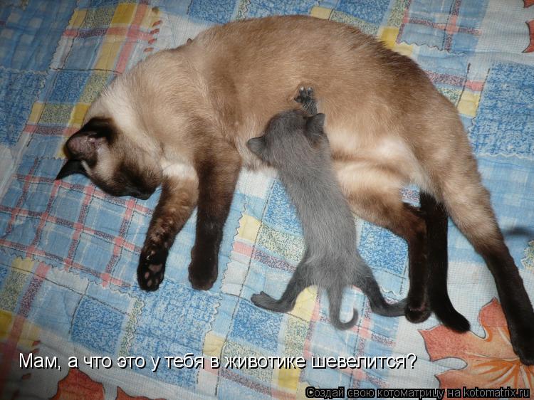Мам, а что это у тебя в животике шевелится?... Котоматрица: Мам, а что это у тебя в животике шевелится?