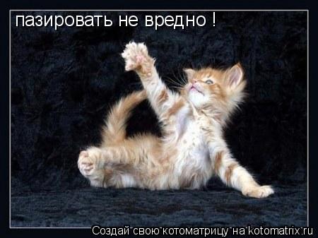 Котоматрица: пазировать не вредно !