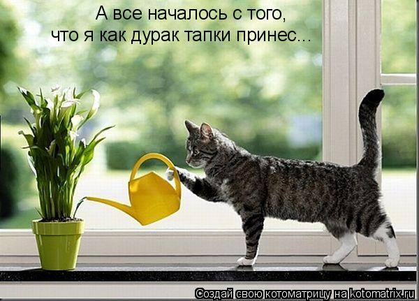 А все началось с того, что я как дурак тапки принес...... Котоматрица: А все началось с того, что я как дурак тапки принес...