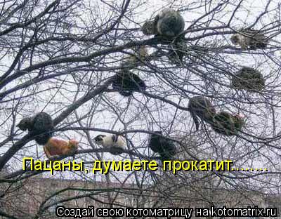 Котоматрица: Пацаны, думаете прокатит........