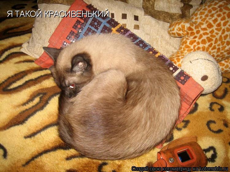 Котоматрица: Я ТАКОЙ КРАСИВЕНЬКИЙ