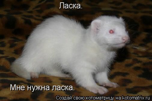 Ласка. Мне нужна ласка.... Котоматрица: Ласка. Мне нужна ласка.