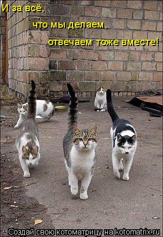 Котоматрица: И за всё, что мы делаем, отвечаем тоже вместе!
