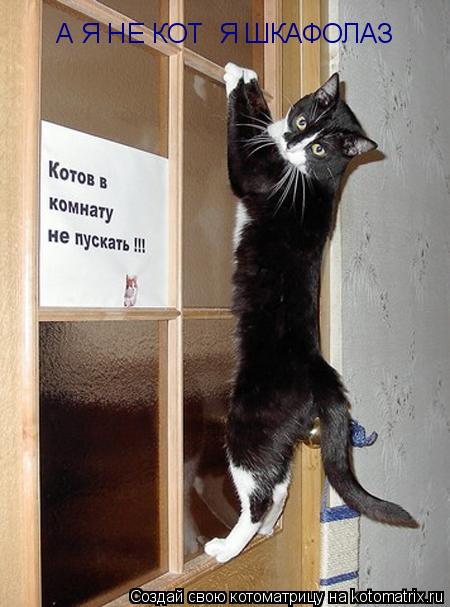 Котоматрица: А Я НЕ КОТ  Я ШКАФОЛАЗ