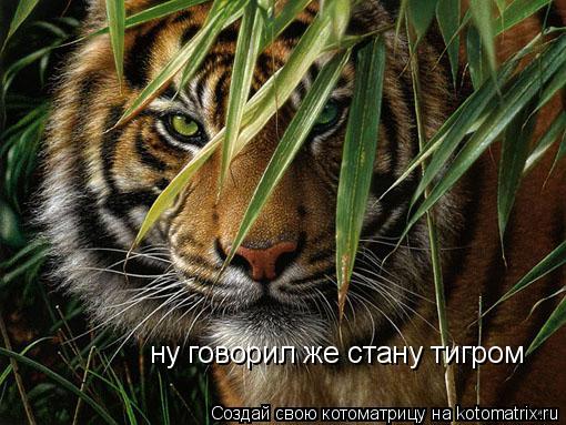 ну говорил же стану тигром... Котоматрица: ну говорил же стану тигром