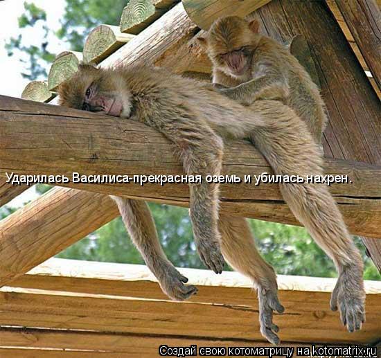 Котоматрица: Ударилась Василиса-прекрасная оземь и убилась наxрен.