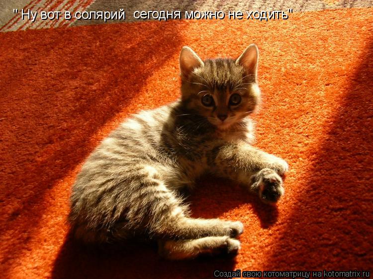 Котоматрица: " Ну вот в солярий  сегодня можно не ходить"