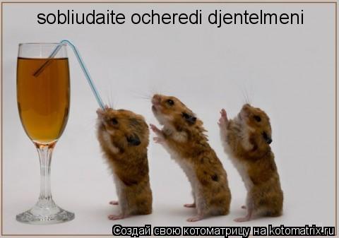 sobliudaite ocheredi djentelmeni... Котоматрица: sobliudaite ocheredi djentelmeni