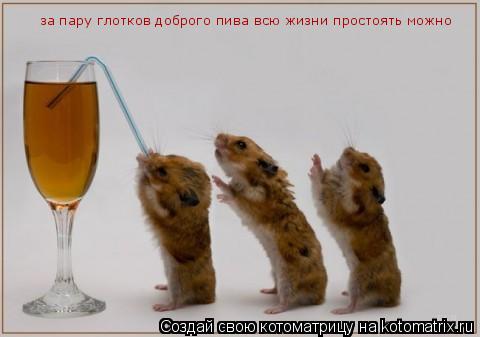 за пару глотков доброго пива всю жизни простоять можно... Котоматрица: за пару глотков доброго пива всю жизни простоять можно
