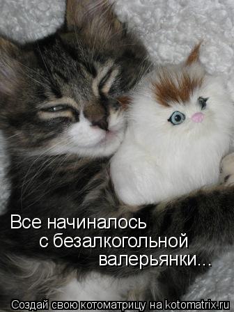 Котоматрица: Все начиналось  с безалкогольной  валерьянки...