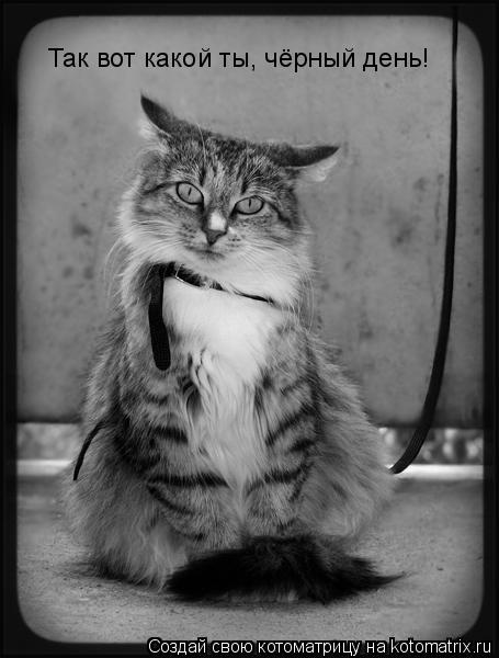 Котоматрица: Так вот какой ты, чёрный день!