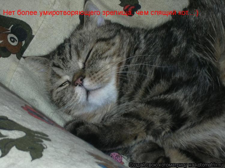Нет более умиротворяющего зрелища, чем спящий кот...:)... Котоматрица: Нет более умиротворяющего зрелища, чем спящий кот...:)