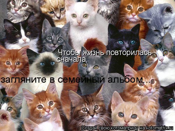 Котоматрица: Чтобы жизнь повторилась сначала, загляните в семейный альбом...