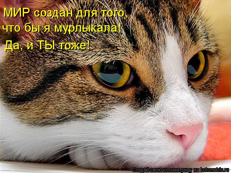 МИР создан для того, что бы я мурлыкала! Да, и ТЫ тоже!... Котоматрица: МИР создан для того, что бы я мурлыкала! Да, и ТЫ тоже!