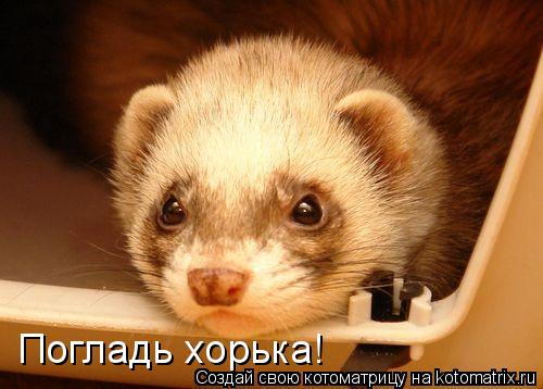 Погладь хорька!... Котоматрица: Погладь хорька!