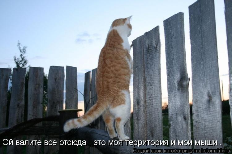 Котоматрица: Эй валите все отсюда , это моя территория и мои мыши .