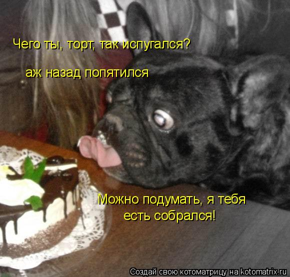 Чего ты, торт, так испугался? аж назад попятился Можно подумать, я тебя есть собрался!... Котоматрица: Чего ты, торт, так испугался? аж назад попятился Можно подумать, я тебя есть собрался!