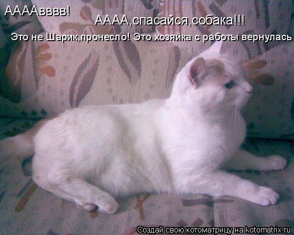 Котоматрица: ААААвввв! АААА,спасайся,собака!!! Это не Шарик,пронесло! Это хозяйка с работы вернулась