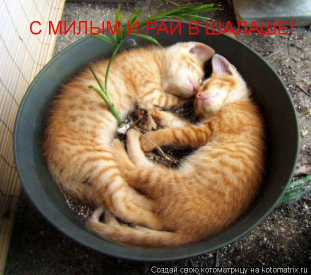 С МИЛЫМ И РАЙ В ШАЛАШЕ!... Котоматрица: С МИЛЫМ И РАЙ В ШАЛАШЕ!