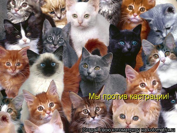 Котоматрица: Мы против кастрации!