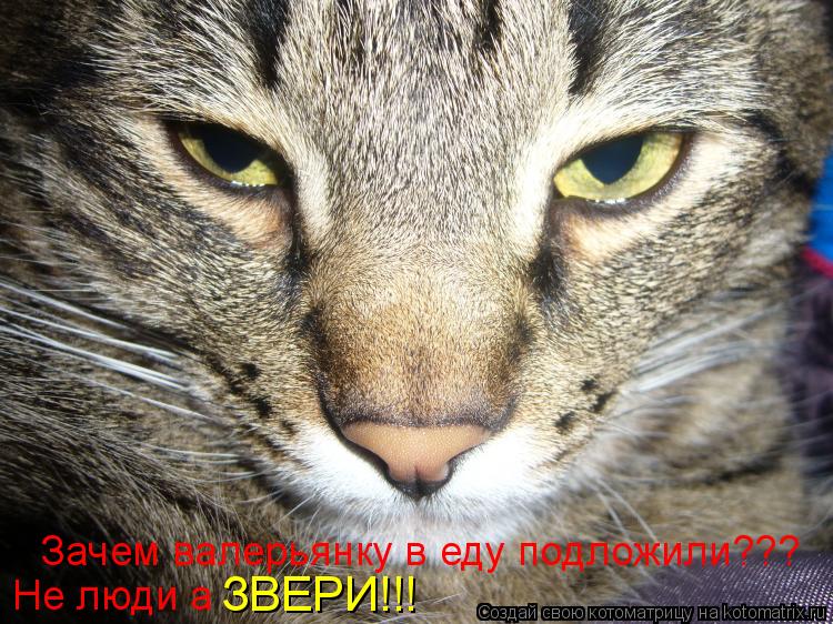 Котоматрица: Зачем валерьянку в еду подложили??? Не люди а ЗВЕРИ!!!