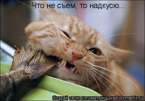 Что не съем, то надкусю...... Котоматрица: Что не съем, то надкусю...