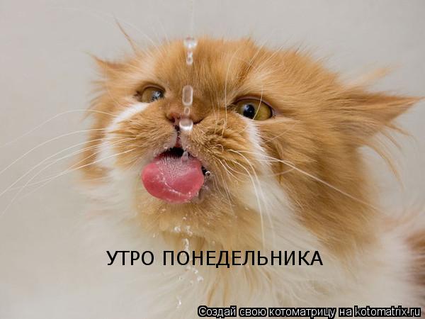 УТРО ПОНЕДЕЛЬНИКА... Котоматрица: УТРО ПОНЕДЕЛЬНИКА