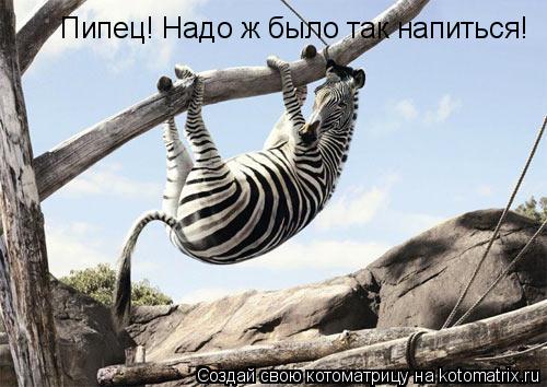 Пипец! Надо ж было так напиться!... Котоматрица: Пипец! Надо ж было так напиться!