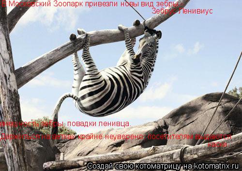 Котоматрица: В Московский Зоопарк привезли новы вид зебры -  Зебрус Ленивиус внешность зебры, повадки ленивца. Держиться на ветках крайне неуверено, пос