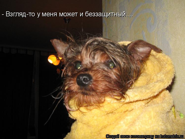 - Взгляд-то у меня может и беззащитный....... Котоматрица: - Взгляд-то у меня может и беззащитный....