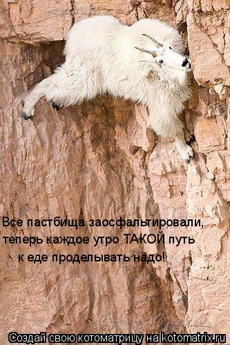 Все пастбища заосфальтировали, теперь каждое утро ТАКОЙ путь к еде проделывать надо!... Котоматрица: Все пастбища заосфальтировали, теперь каждое утро ТАКОЙ путь к еде проделывать надо!