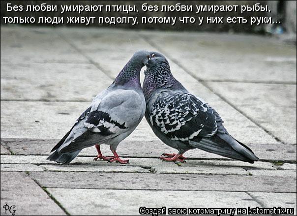 Без любви умирают птицы, без любви умирают рыбы, только люди живут подолгу, потому что у них есть ру... Котоматрица: Без любви умирают птицы, без любви умирают рыбы, только люди живут подолгу, потому что у них есть руки...