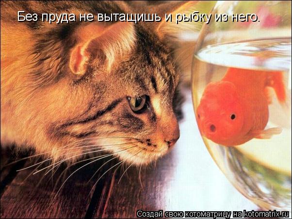 Без пруда не вытащишь и рыбку из него.... Котоматрица: Без пруда не вытащишь и рыбку из него.