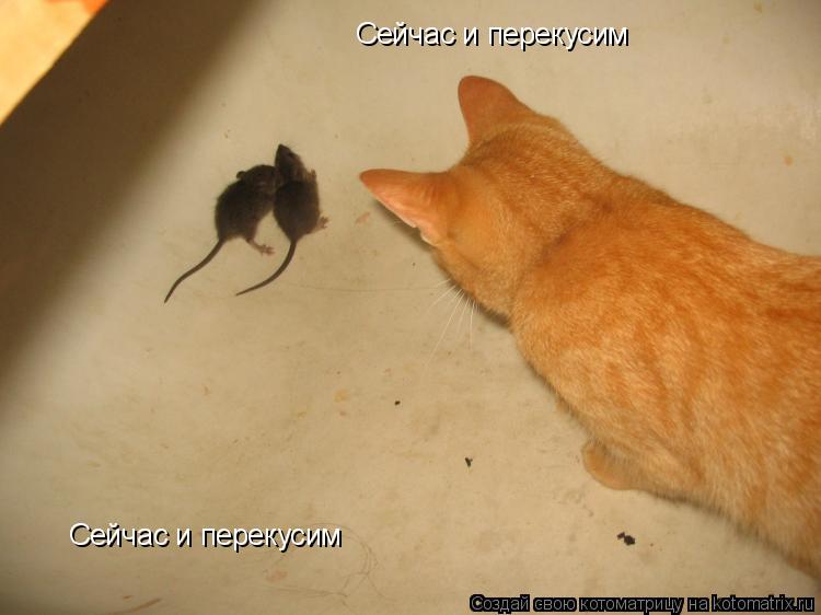 Котоматрица: Сейчас и перекусим Сейчас и перекусим