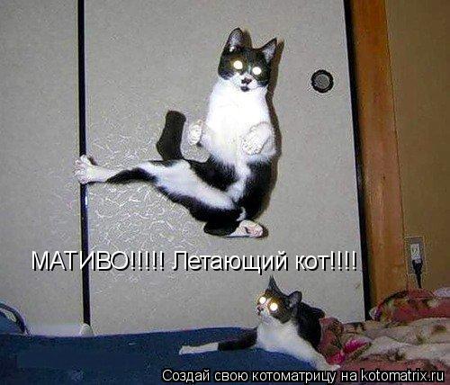 Котоматрица: МАТИВО!!!!! Летающий кот!!!!