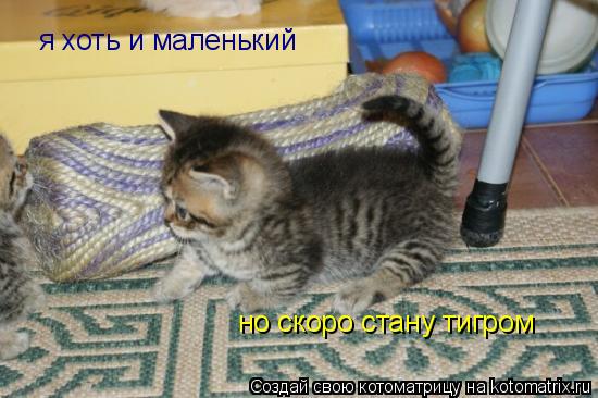 я хоть и маленький но скоро стану тигром... Котоматрица: я хоть и маленький но скоро стану тигром